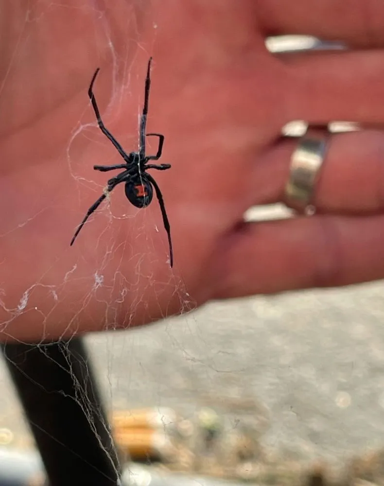 Professional yard cleanup service experts serving Pembroke Pines, FL - Royal Pest & Termite