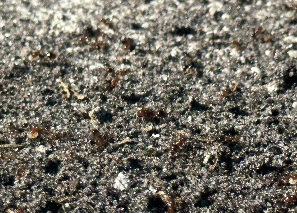 Expert landscape installation for beautiful yards in Pembroke Pines, FL by Royal Pest & Termite