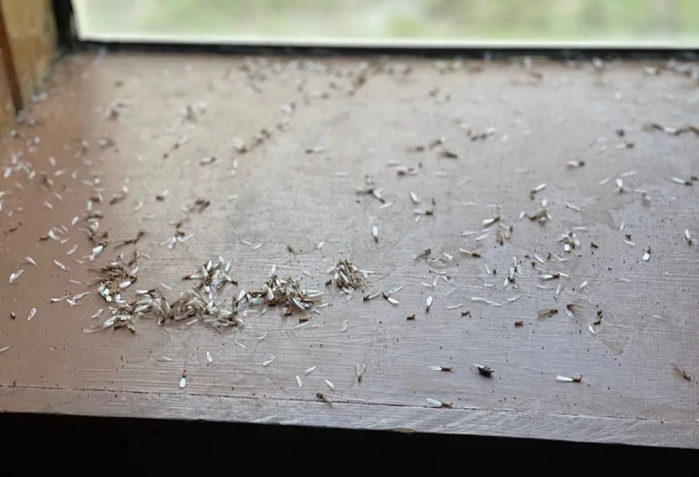 Affordable lawn mowing service experts serving Pembroke Pines, FL - Royal Pest & Termite