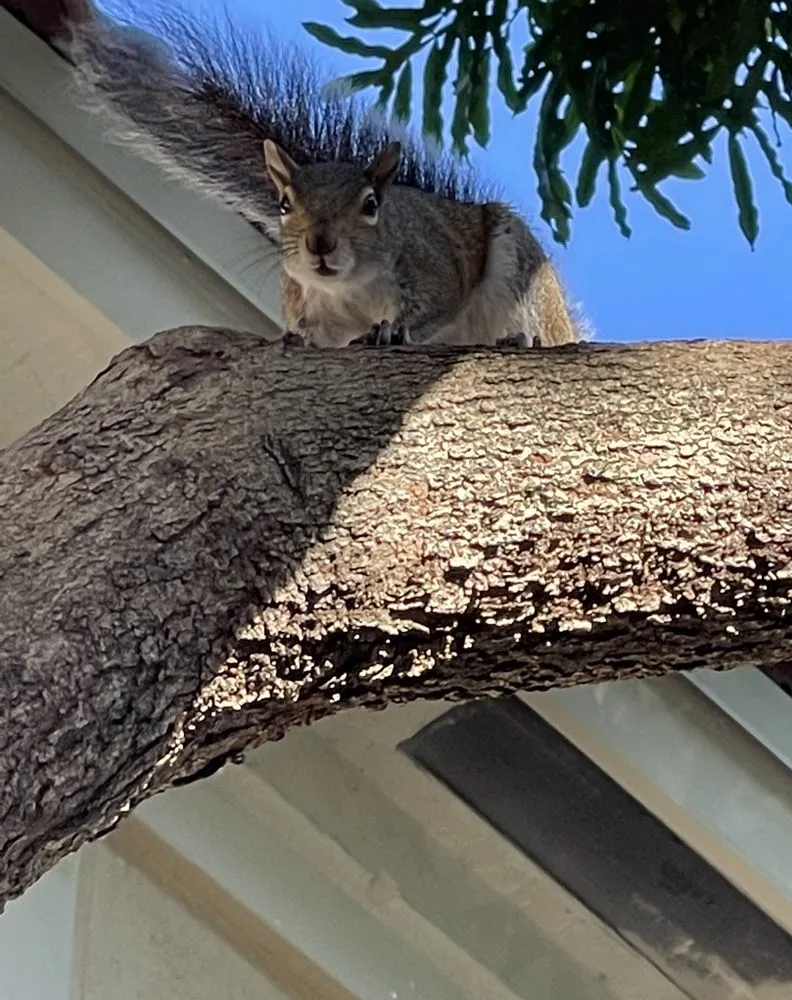 Reliable lawn care service for homes across Pembroke Pines, FL - Royal Pest & Termite