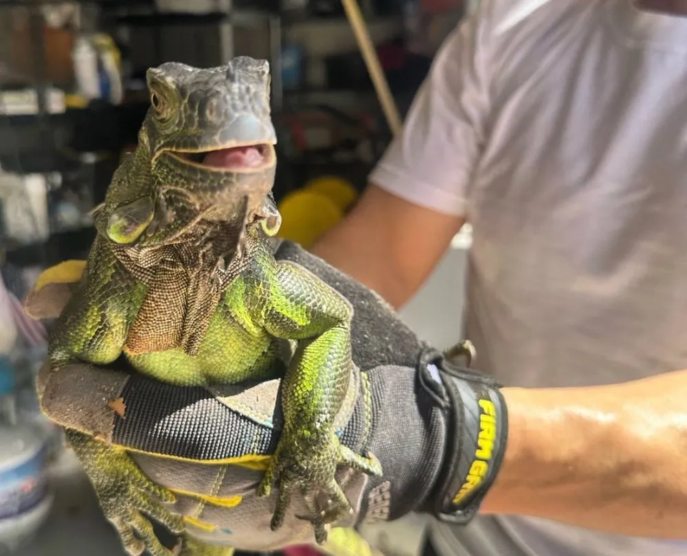 Local lawn care service in Pembroke Pines, FL by Royal Pest & Termite