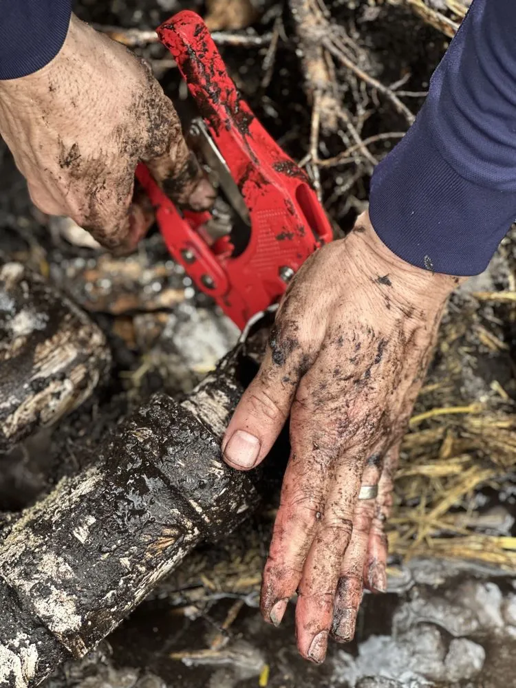 Affordable yard maintenance experts serving Pembroke Pines, FL - Royal Pest & Termite