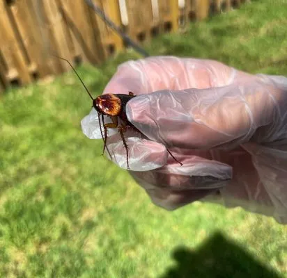 Royal Pest & Termite Logo