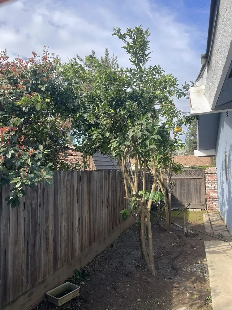 Local residential landscaping in Fresno, CA by Royal Quality Tree Service