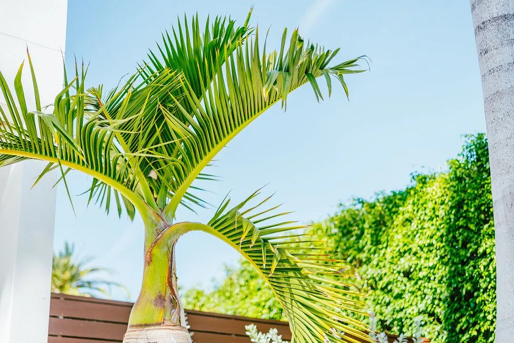 Expert lawn care service experts serving Sarasota, FL - Royal Roots