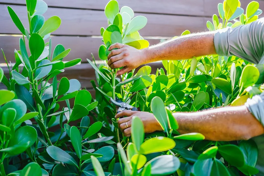 Local outdoor landscaping experts serving Sarasota, FL - Royal Roots