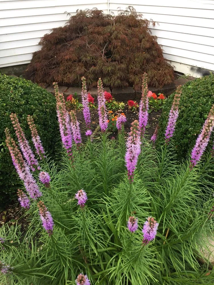 Expert lawn care service in Deer Park, NY - Royal Star Associates