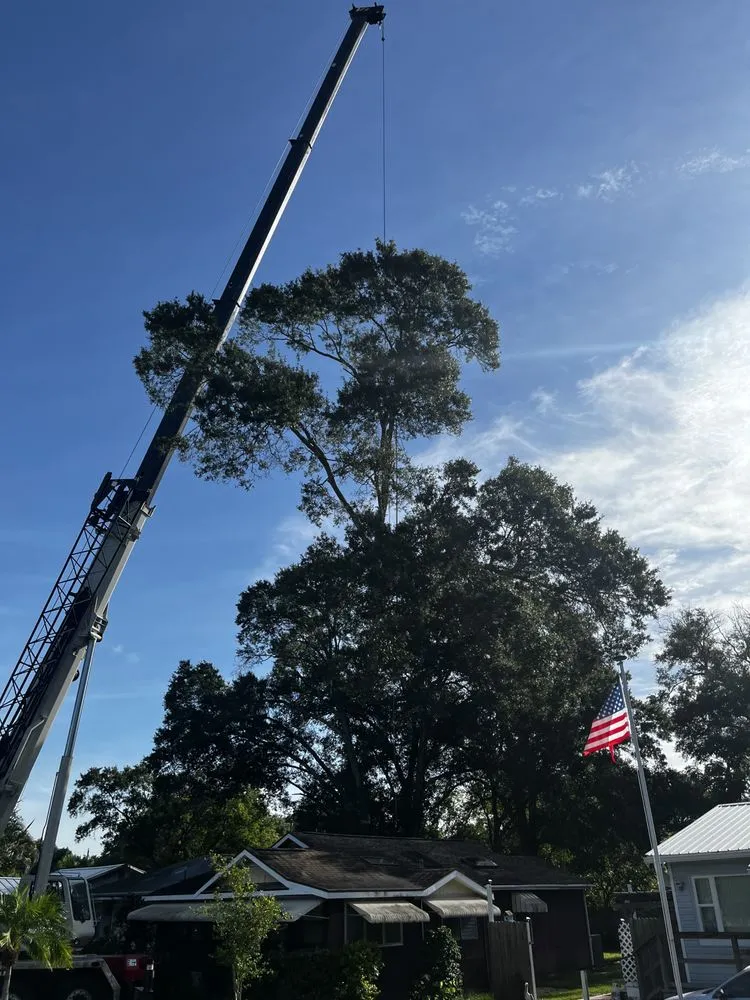 Expert lawn care service for residential properties across St. Petersburg, FL - Royal Tree and Lawn Services