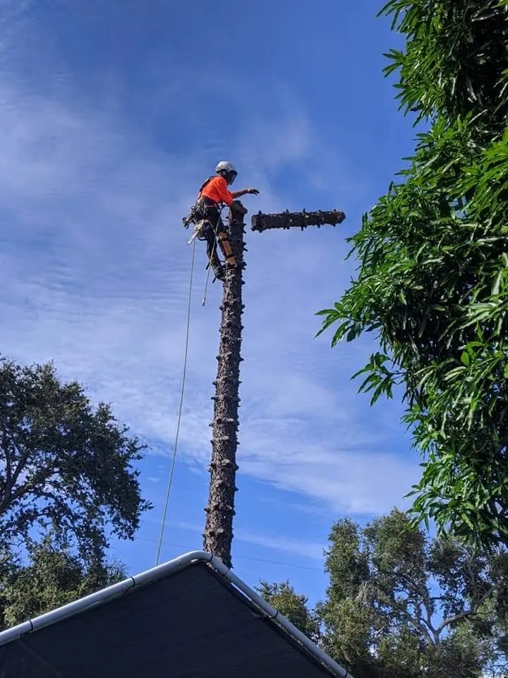 Affordable garden landscaping experts serving St. Petersburg, FL - Royal Tree and Lawn Services