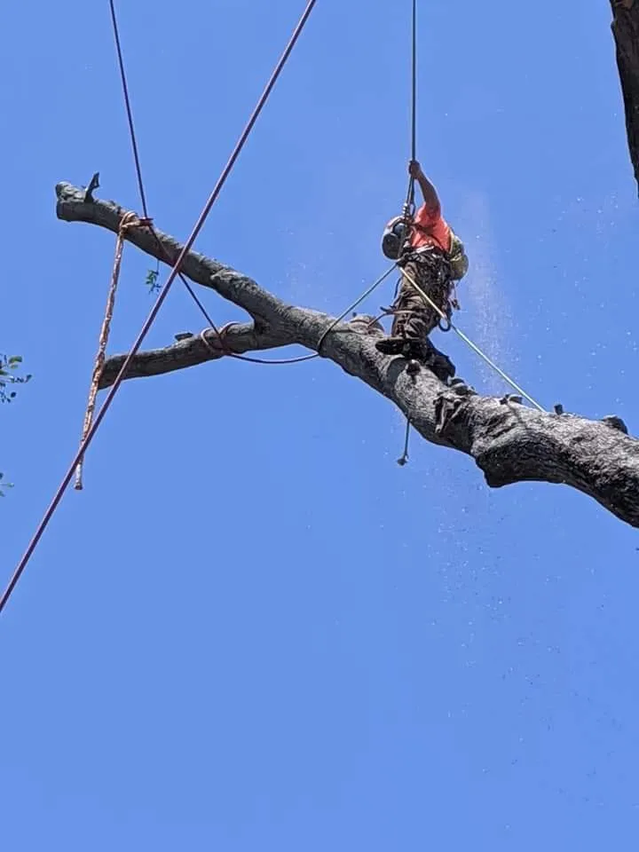 Trusted lawn care service with custom design in St. Petersburg, FL by Royal Tree and Lawn Services