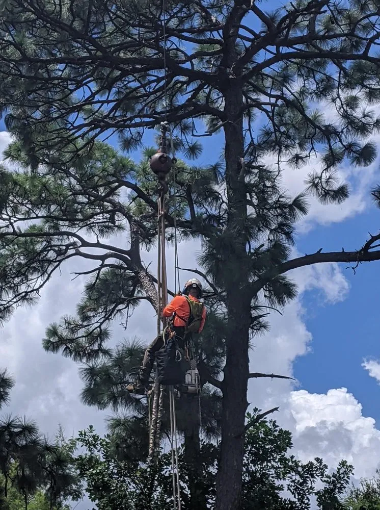 Trusted lawn mowing service in St. Petersburg, FL - Royal Tree and Lawn Services