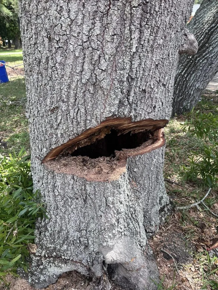 Reliable yard maintenance for homes in St. Petersburg, FL by Royal Tree and Lawn Services