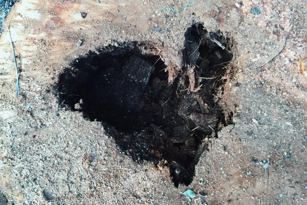 Reliable garden landscaping in Hollywood, FL - Royal Tree Service And Landscaping