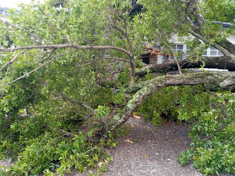 Top-rated landscaping services near you across Hollywood, FL - Royal Tree Service And Landscaping