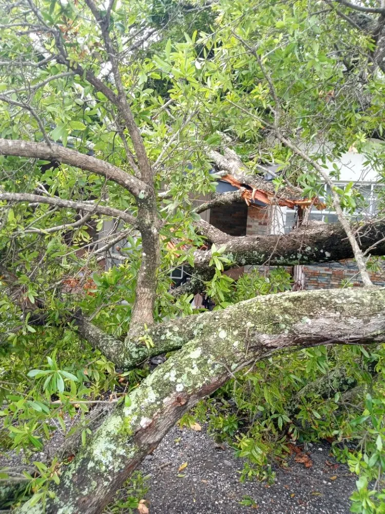 Top-rated yard cleanup service for homes in Hollywood, FL by Royal Tree Service And Landscaping