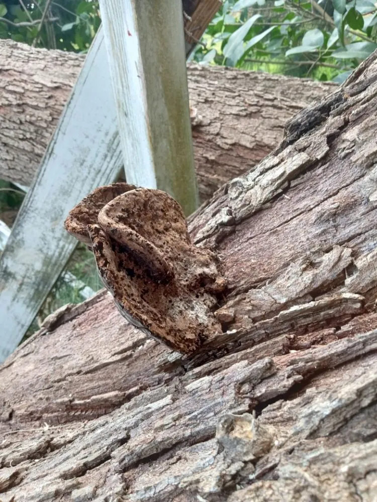 Local outdoor landscaping in Hollywood, FL by Royal Tree Service And Landscaping