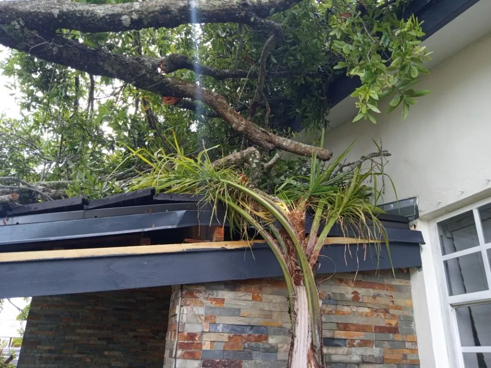 Professional landscape installation in Hollywood, FL by Royal Tree Service And Landscaping