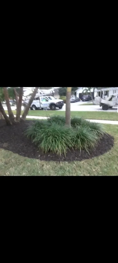Reliable yard cleanup service in Hollywood, FL - Royal Tree Service And Landscaping