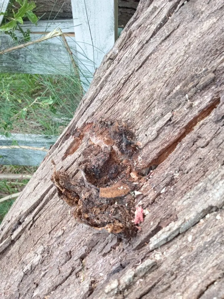 Custom lawn mowing service in Hollywood, FL by Royal Tree Service And Landscaping