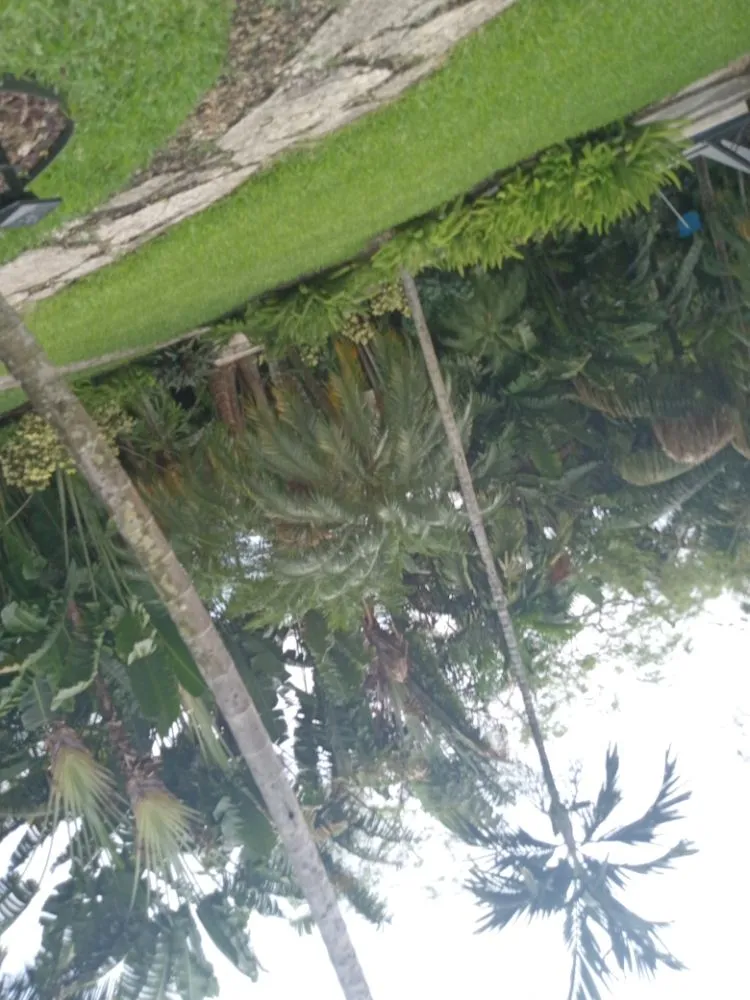 Affordable lawn mowing service for outdoor upgrades in Hollywood, FL by Royal Tree Service And Landscaping