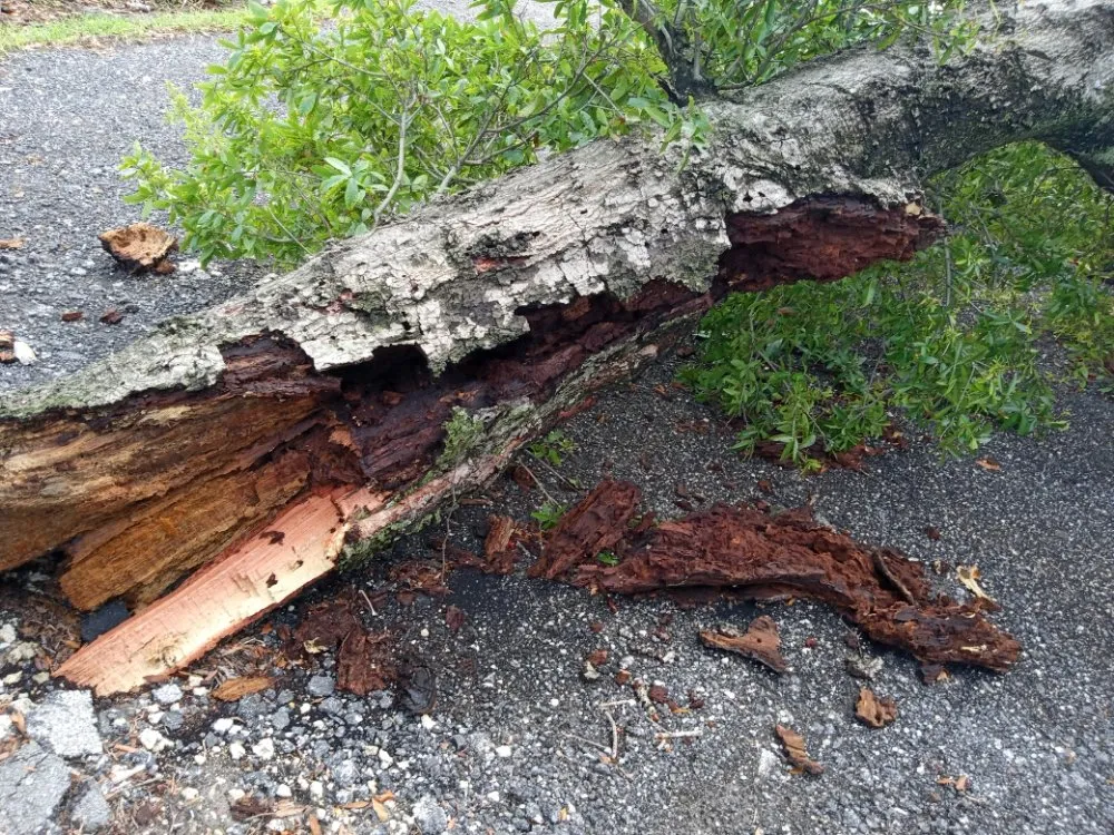 Reliable landscape installation experts serving Hollywood, FL - Royal Tree Service And Landscaping