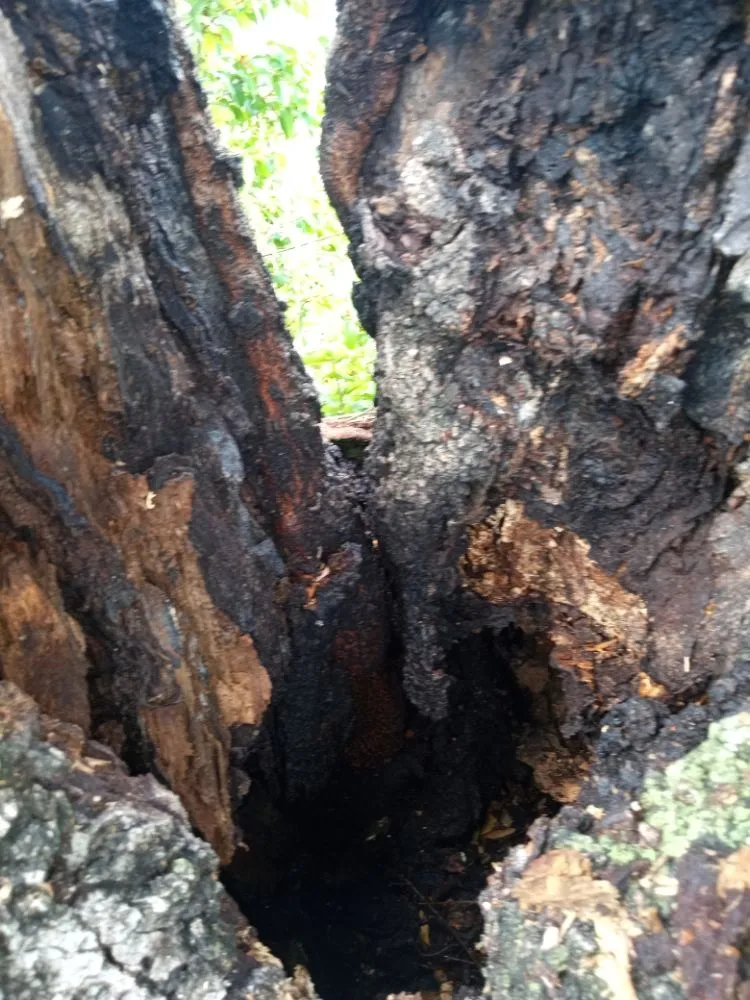 Top-rated outdoor landscaping for homes in Hollywood, FL by Royal Tree Service And Landscaping