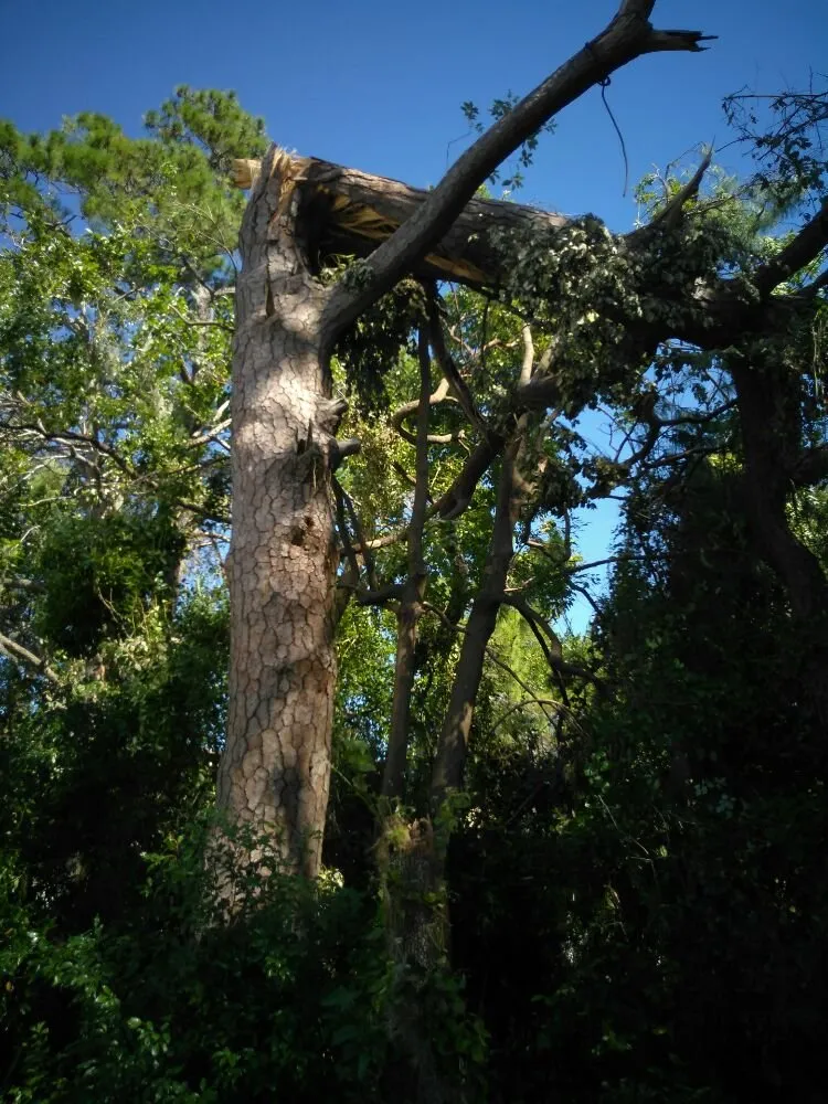 Local landscape installation in Hollywood, FL by Royal Tree Service And Landscaping