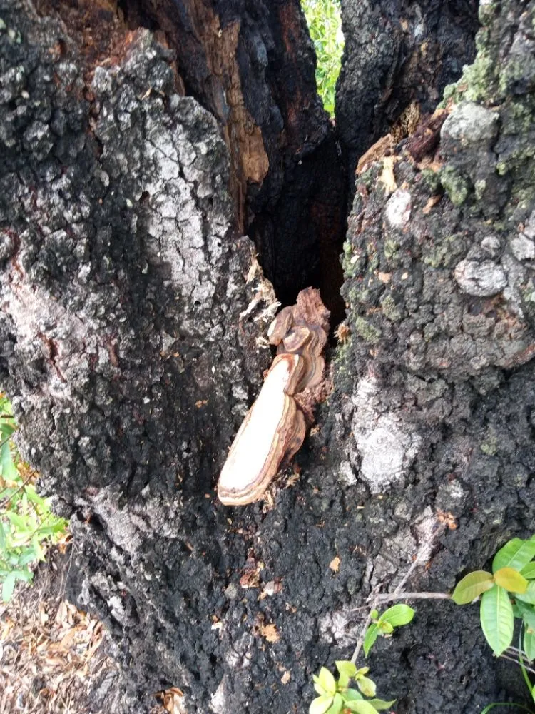 Reliable landscape installation in Hollywood, FL by Royal Tree Service And Landscaping