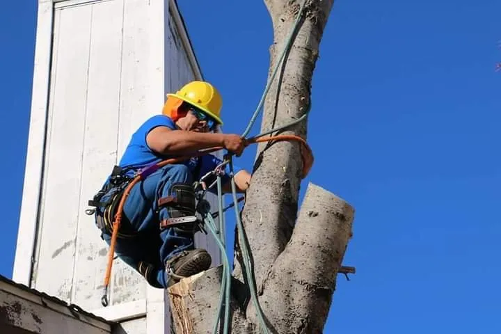 Affordable lawn mowing service in Richland Hills, TX - Royal Tree Service And Landscaping