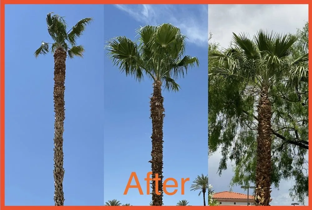 Local lawn care service experts serving Las Vegas, NV - Royal Tree Service