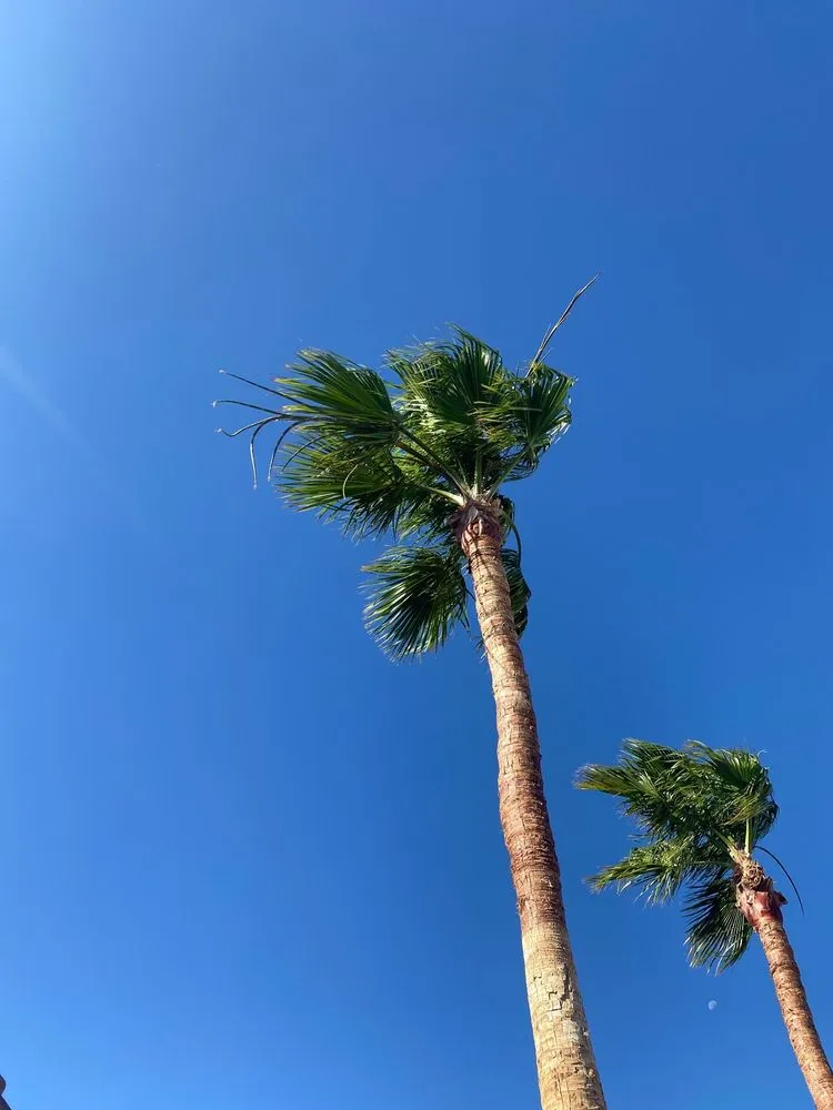 Professional yard maintenance for outdoor upgrades across Las Vegas, NV - Royal Tree Service