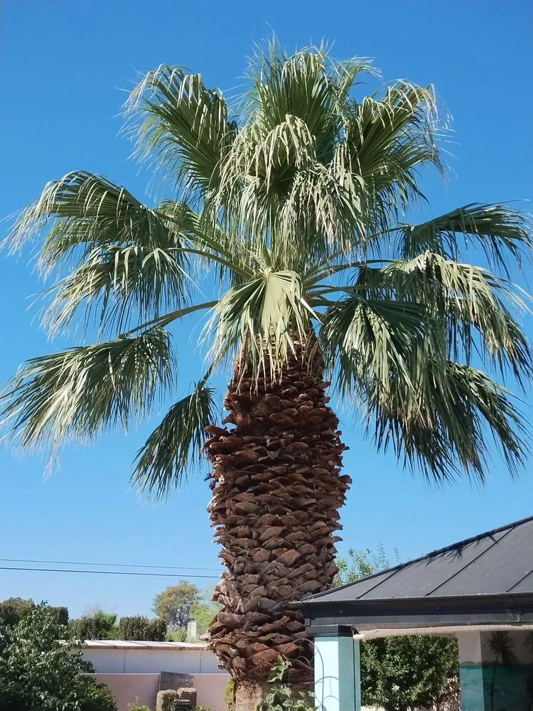 Expert yard maintenance for beautiful yards across Las Vegas, NV - Royal Tree Service