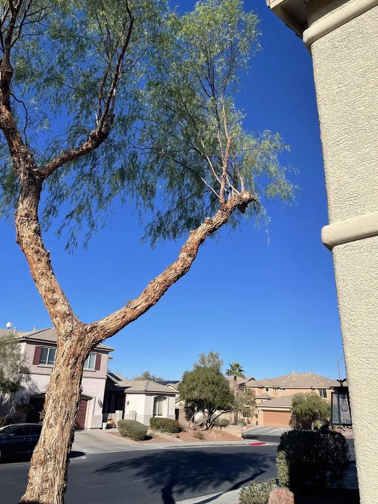 Expert landscape installation for homes across Las Vegas, NV - Royal Tree Service