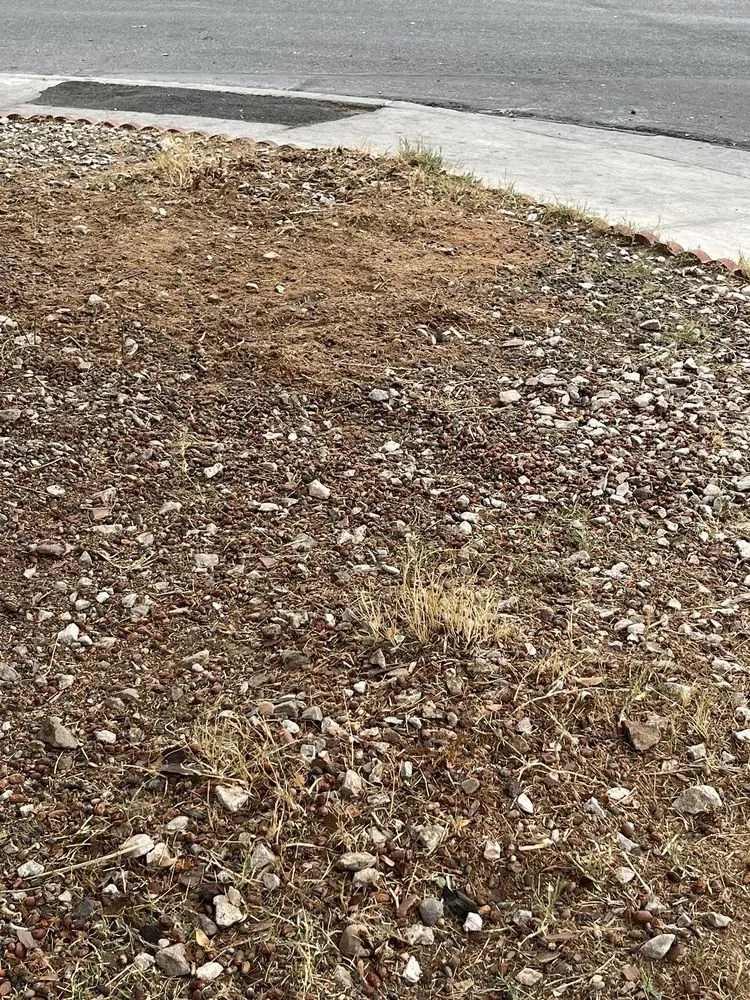 Professional landscape design experts serving Las Vegas, NV - Royal Tree Service