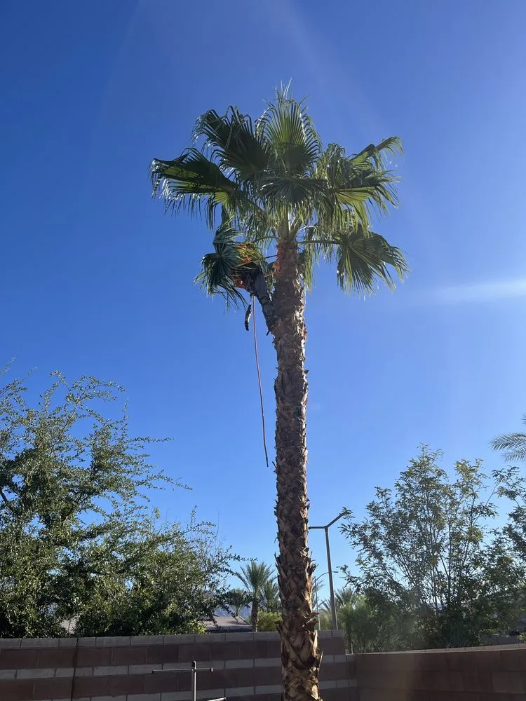 Professional outdoor landscaping with custom design in Las Vegas, NV by Royal Tree Service