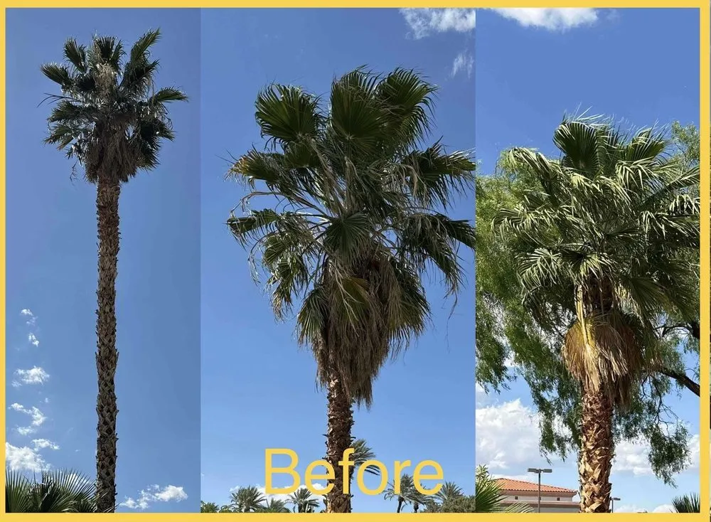 Local residential landscaping in Las Vegas, NV - Royal Tree Service