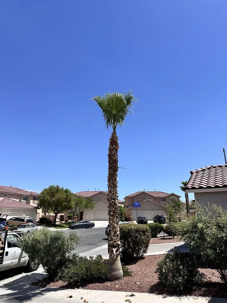 Custom lawn mowing service in Las Vegas, NV - Royal Tree Service