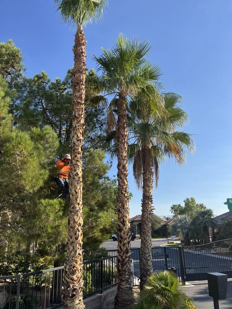 Affordable lawn care service experts serving Las Vegas, NV - Royal Tree Service