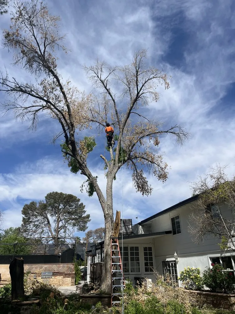 Expert yard maintenance experts serving Las Vegas, NV - Royal Tree Service