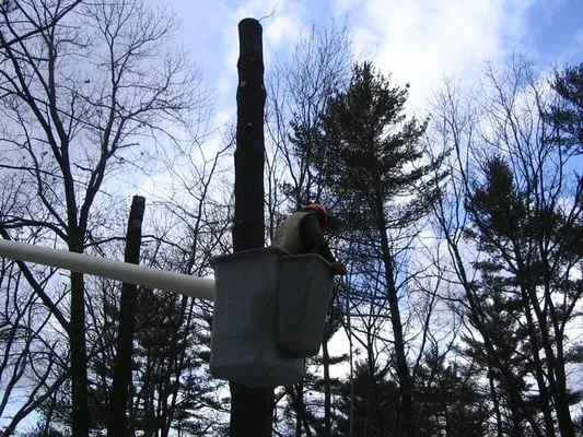 Royal Tree Service Logo