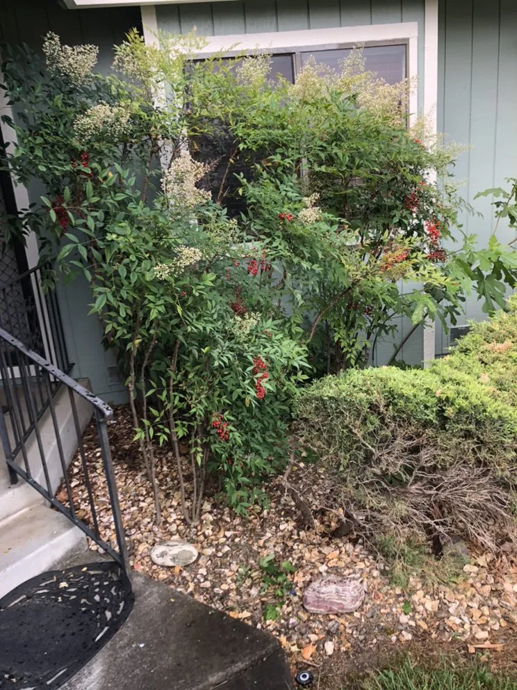 Custom lawn mowing service in Fairfield, CA - Royal Vision Landscape