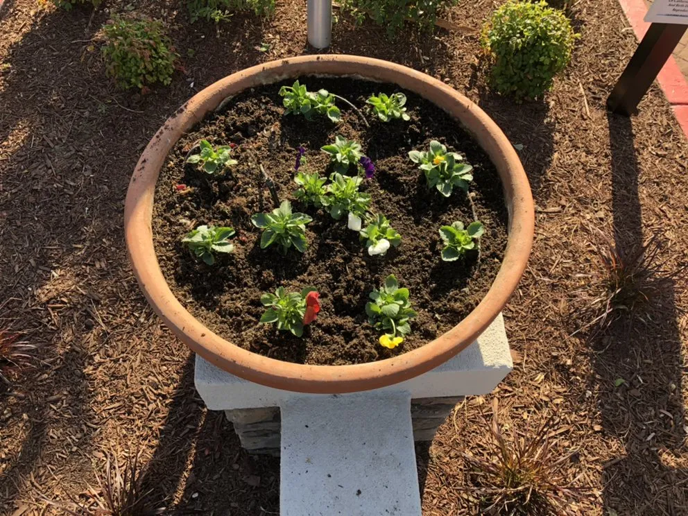 Reliable outdoor landscaping in Fairfield, CA by Royal Vision Landscape