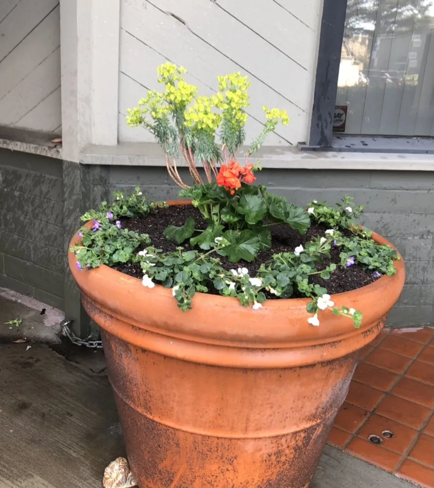 Trusted landscaping services for beautiful yards in Fairfield, CA by Royal Vision Landscape