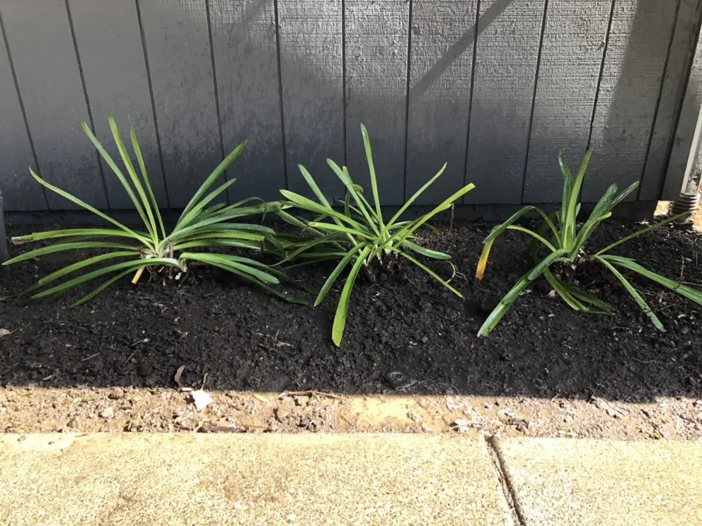 Professional outdoor landscaping for residential properties in Fairfield, CA by Royal Vision Landscape