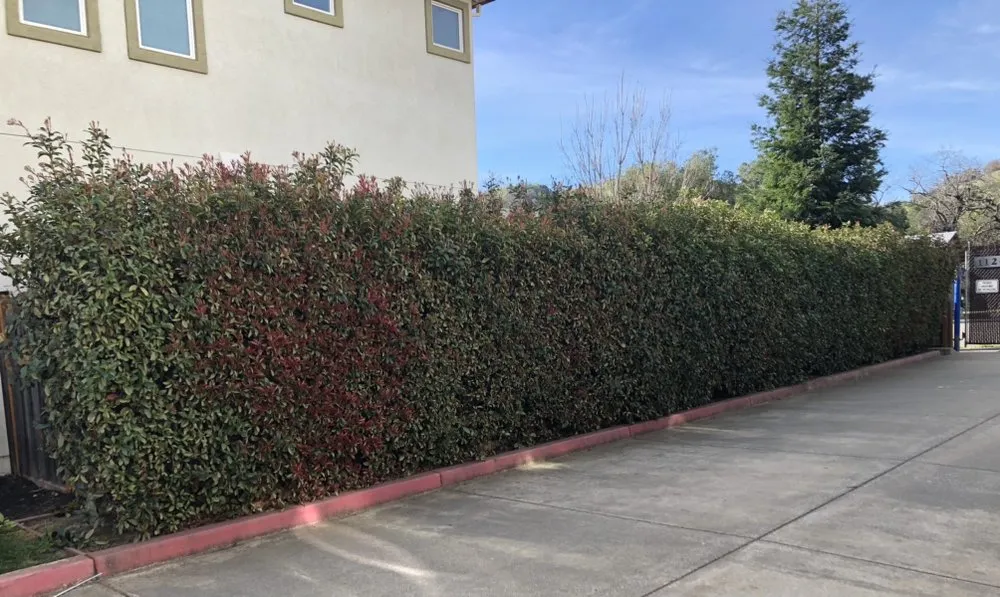 Expert residential landscaping for residential properties across Fairfield, CA - Royal Vision Landscape