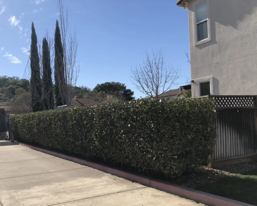 Professional landscape installation experts serving Fairfield, CA - Royal Vision Landscape