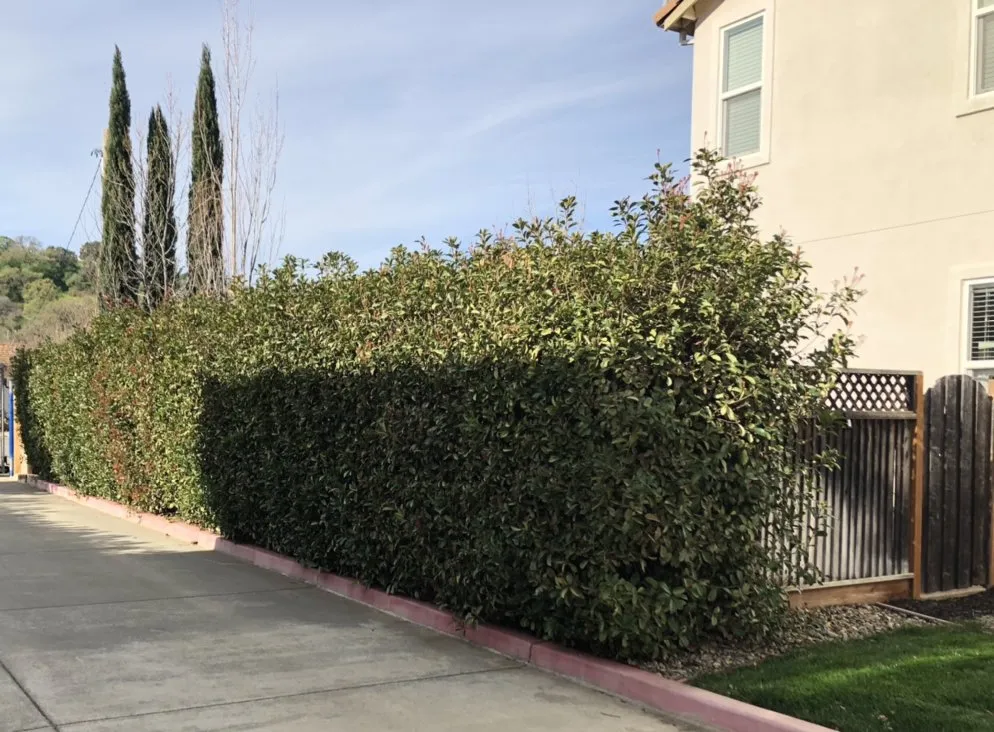 Affordable yard maintenance for year-round maintenance in Fairfield, CA by Royal Vision Landscape