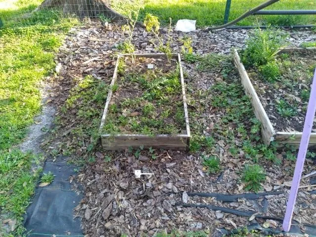 Top-rated outdoor landscaping experts serving St. Cloud, FL - Royal Yards Landscape and Maintenance