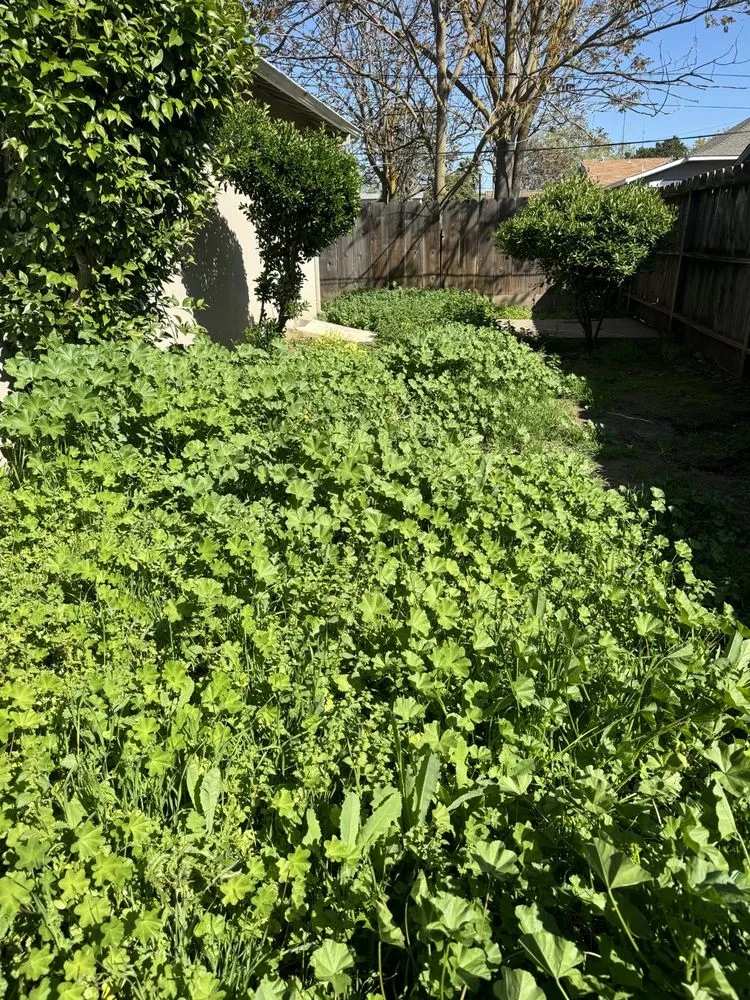 Expert outdoor landscaping in Merced, CA by Royale Green