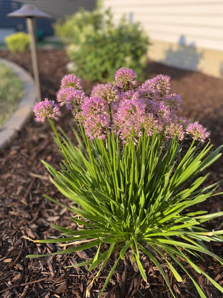 Custom lawn care service experts serving Marion, IA - Royals Design and Landscaping